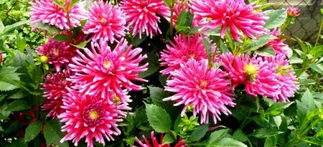 Хранение клубней георгины зимой – как правильно хранить их до весны в квартире