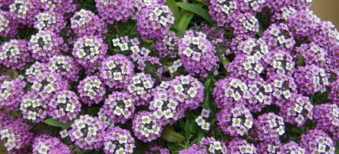 Лобулярия: посадка, выращивание и уход + фото