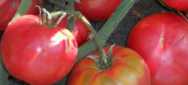 Томат “Бабушкин секрет”: характеристика и описание сорта, фото, отзывы