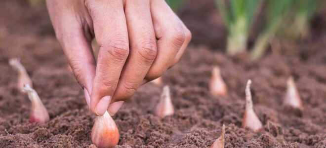 Посадка лука-севка на урале весной