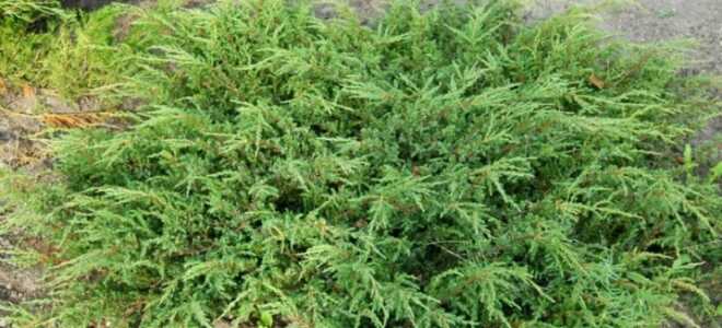 Можжевельник “Репанда”: описание, фото, посадка и уход