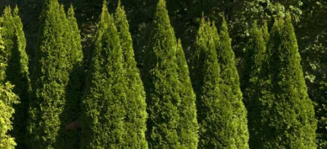 Размножение туи черенками осенью: как вырастить дерево из веточки в домашних условиях