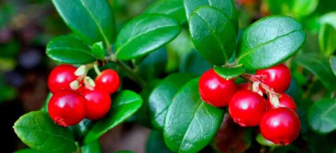 Брусника – описание, выращивание, виды, сорта, уход, где растет, фото