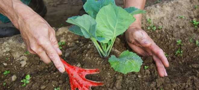 Когда окучивать капусту после высадки в грунт