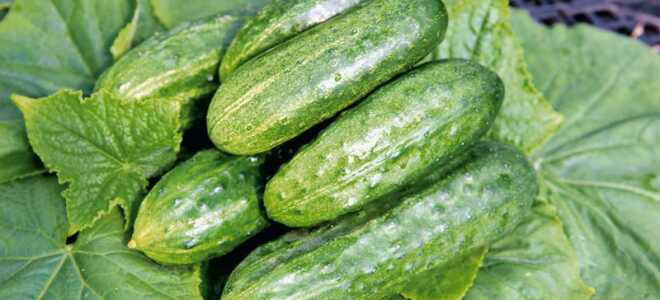 Огурец “Темп F1”: описание, отзывы, фото