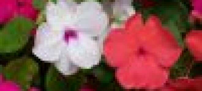 Выращивание бальзамин из семян