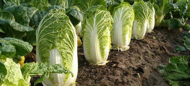 Китайская капуста: выращивание и уход на огороде