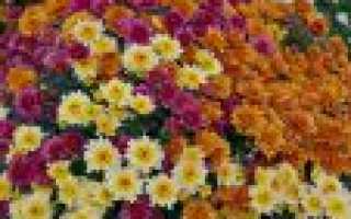 Хризантемы шаровидные: посадка, зимовка, размножение, выращивание и уход