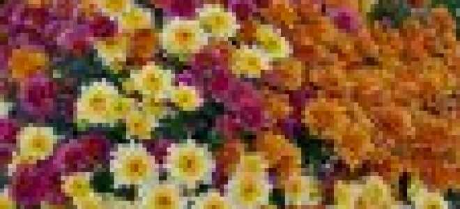 Хризантемы шаровидные: посадка, зимовка, размножение, выращивание и уход