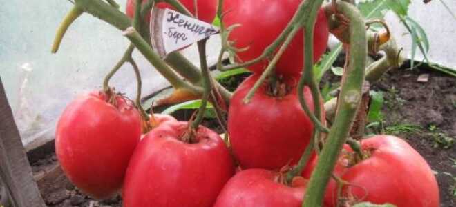 Томат “Кенигсберг”: описание, характеристика, фото, отзывы