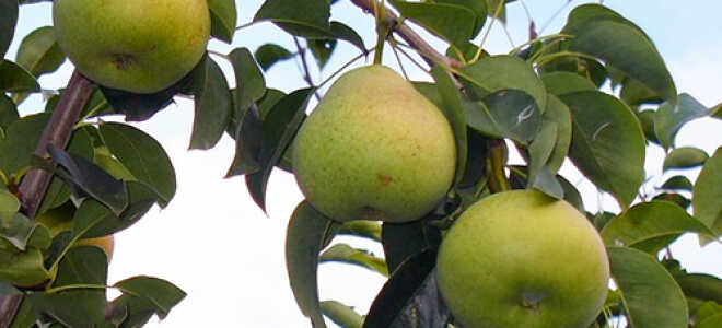 Груша “Осенняя Яковлева”: описание сорта, фото, отзывы