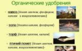 Органические удобрения: их виды и характеристика