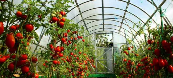 Ранние сорта томатов для теплиц