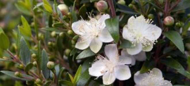 Мирт – описание, выращивание, виды, сорта, уход, где растет, фото