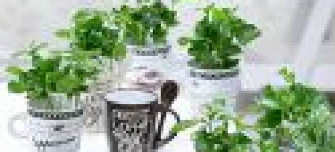 Кофе – описание, выращивание, виды, сорта, уход, где растет, фото