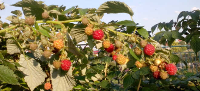 Малина “Геракл”: описание сорта, фото, отзывы