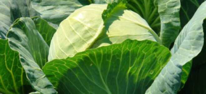 Голландские сорта капусты: виды с фото, посадка и уход