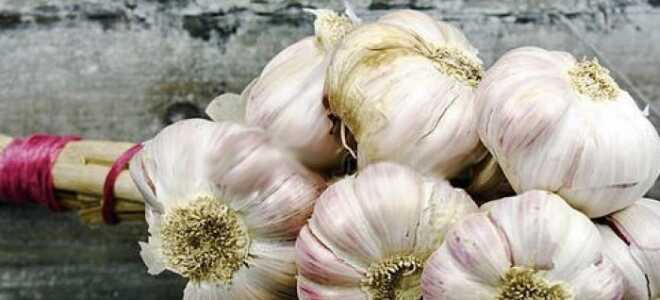 Чеснок “Любаша”: описание сорта, фото, отзывы