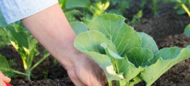 Как сажать капусту рассадой в открытый грунт