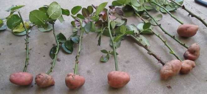 Как вырастить розу в картошке – размножение розы черенками прямо в клубне