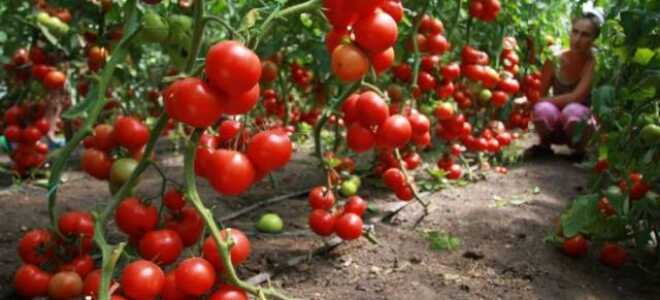 Томаты для теплицы: самые лучшие и урожайные сорта + отзывы