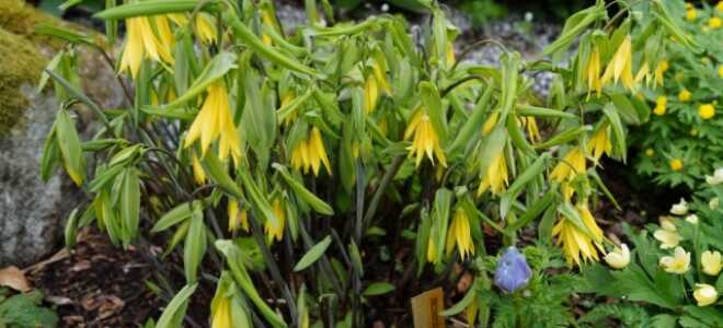 Увулярия – описание, выращивание, виды, сорта, уход, где растет, фото
