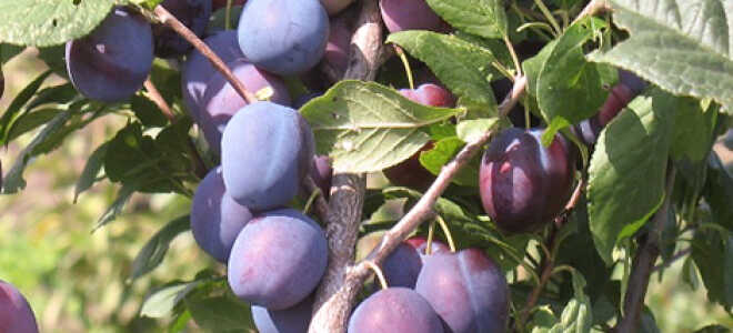 Слива Богатырская: описание сорта, фото, отзывы