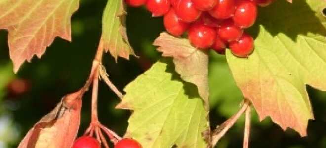 Калина – описание, выращивание, виды, сорта, уход, где растет, фото