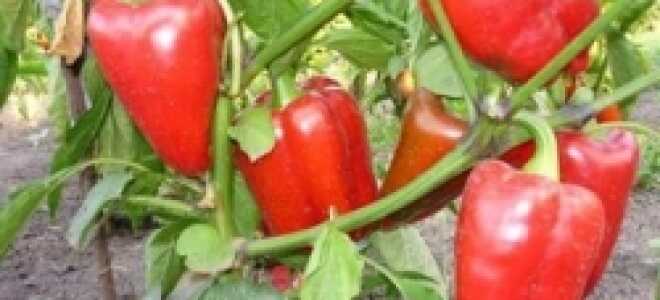 Как пасынковать перец в теплице и открытом грунте: схема + видео
