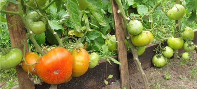 Томат “Хлебосольный”: характеристика и описание сорта, фото, отзывы