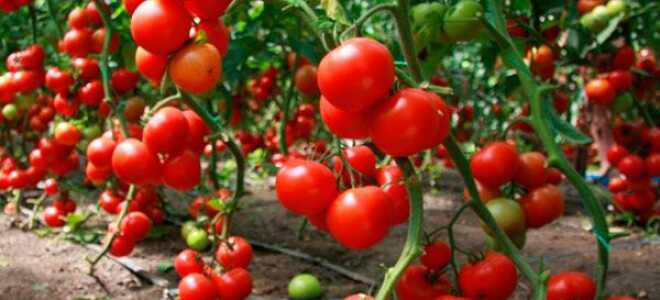 Агротехника выращивания томатов в теплице и открытом грунте