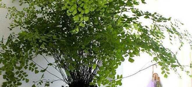 Папоротник комнатный: уход в домашних условиях, размножение