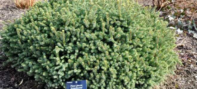 Ель канадская Эхиниформис: описание, фото, посадка и уход
