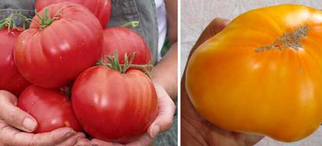 Лучшие сорта томатов в Сибири для открытого грунта и теплицы
