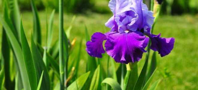 Как размножить ирисы в домашних условиях