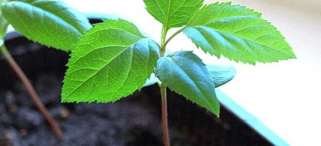 Как вырасти яблоню из семечка в домашних условиях – пошаговая инструкция