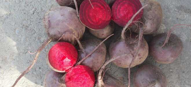 Свекла “Пабло”: описание сорта, отзывы, фото