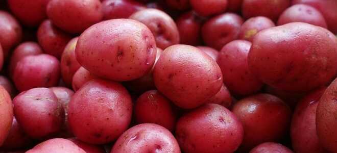Картофель “Любава”: описание сорта, фото, отзывы