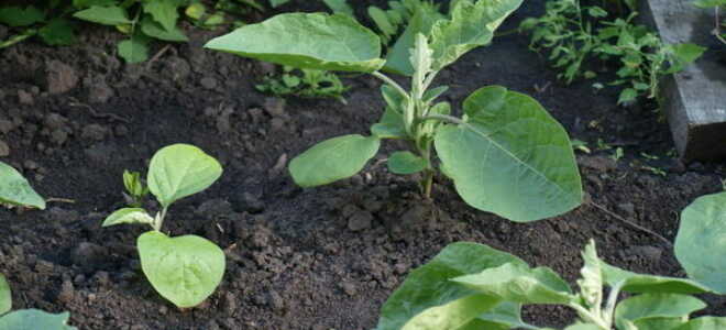 Посадка баклажанов в открытый грунт: инструкция и схема
