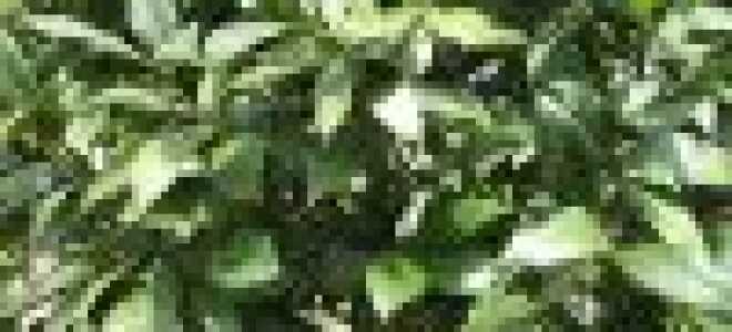 Лавровый лист – описание, выращивание, виды, сорта, уход, где растет, фото