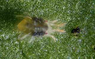 Почему желтеют и не развивается завязи огурцов в теплице