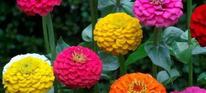 Циния – описание, выращивание, виды, сорта, уход, где растет, фото