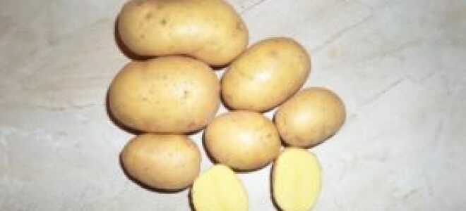 Картофель Вега: описание сорта, фото, отзывы