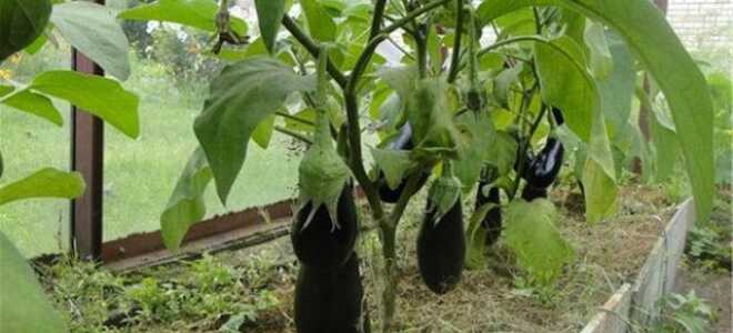 Чем подкормить баклажаны после высадки в теплицу