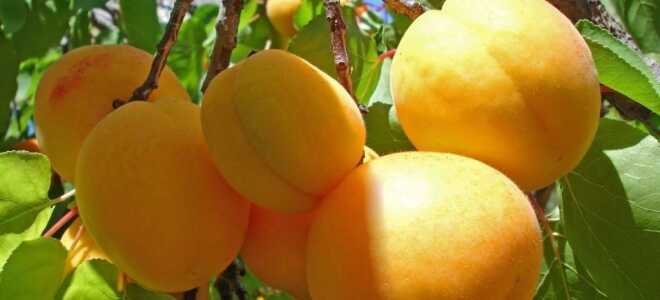 Абрикос “Триумф северный”: описание сорта, фото, отзывы