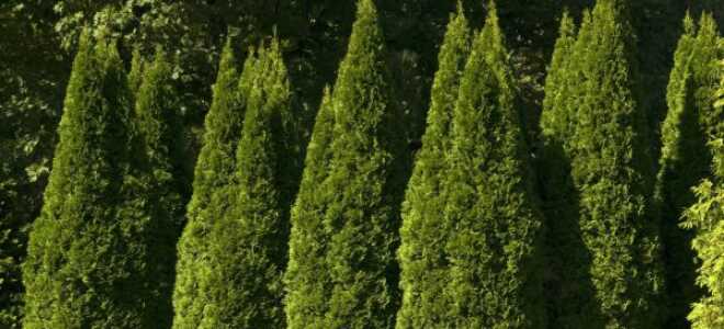 Посадка и уход за туей весной на даче