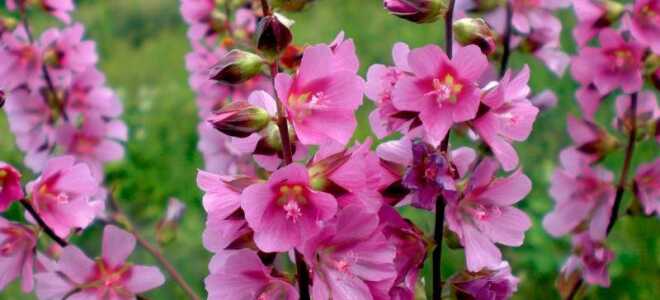 Сидальцея: описание, фото, сорта, посадка и уход