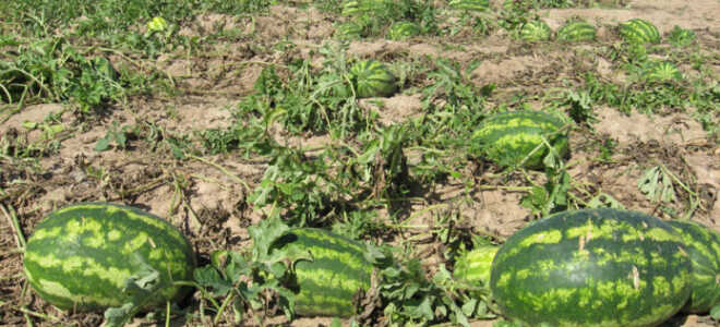 Арбузы в Подмосковье: выращивание, посадка и уход