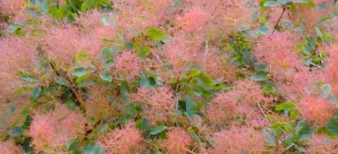 Педу – описание, выращивание, виды, сорта, уход, где растет, фото