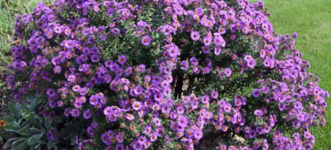 Астра “Новобельгийская”: посадка и уход + фото